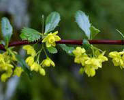 等萼小檗 等萼小檗