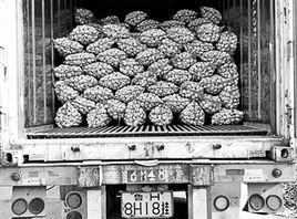 1·21大蒜事件 1·21大蒜事件