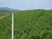 阿泥卡村生態林