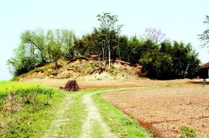 青山古墓群 青山古墓群