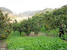 果園[詞語概念]