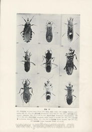 三瘤蟲亞目 三瘤蟲亞目