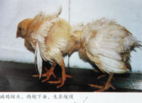 雞傳染性肌胃炎 雞傳染性肌胃炎