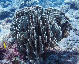 藍珊瑚