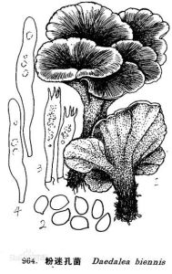 粉迷孔菌 粉迷孔菌