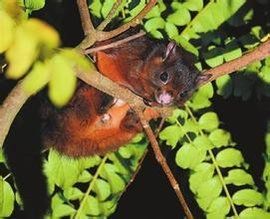 大赤鼯鼠 大赤鼯鼠