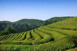大韓茶園 大韓茶園