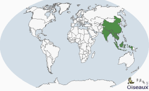 銀胸絲冠鳥分布圖