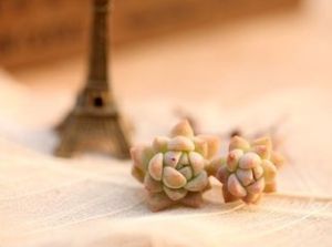 帕米爾玫瑰 帕米爾玫瑰