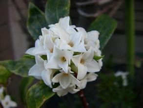 落葉瑞香 落葉瑞香