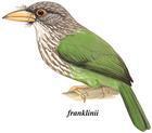 綠擬啄木鳥