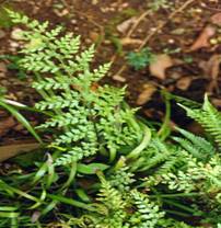 大羽鐵角蕨 大羽鐵角蕨