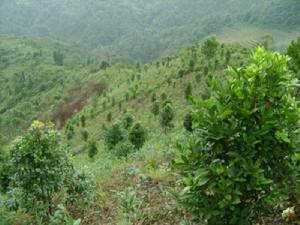 石屏上寨村茶葉