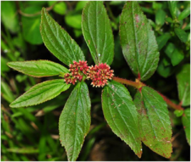 大飛揚草 大飛揚草