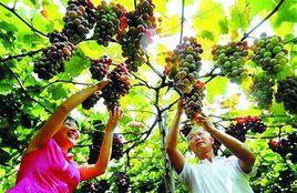 青島大澤山葡萄節 青島大澤山葡萄節