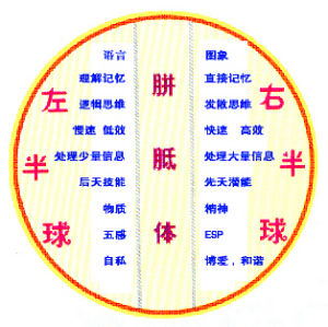 大腦的左右法則
