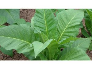 陡咀小村農村經濟-種植業