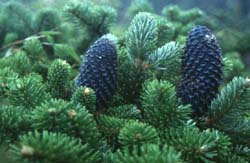 （圖）秦嶺冷杉