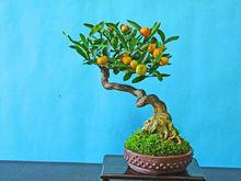 金豆[芸香科金橘屬]