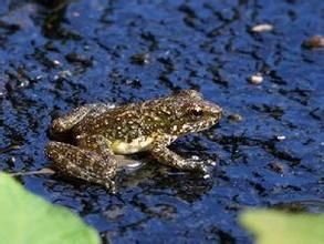 康定湍蛙 康定湍蛙