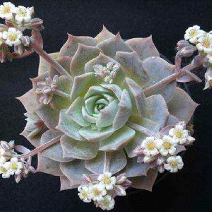 木樨景天 木樨景天