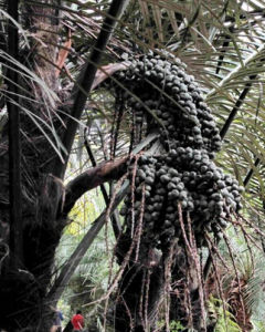 亞達利亞棕 亞達利亞棕