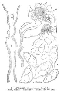 葫蘆科白粉菌 葫蘆科白粉菌