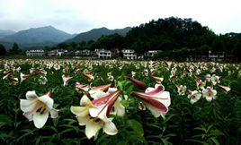 白水龍牙百合 白水龍牙百合