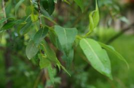 水楊枝葉 水楊枝葉