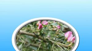 小雜花豆木 小雜花豆木