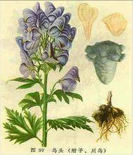 白附片加工過程