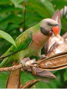 緋胸鸚鵡 緋胸鸚鵡