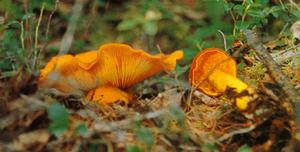 油黃口蘑 油黃口蘑