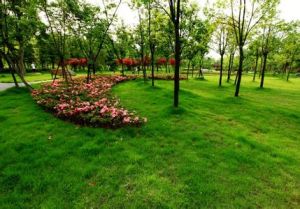 花徑公園 花徑公園