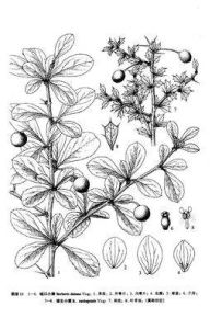 刺紅珠(原變種) 刺紅珠(原變種)