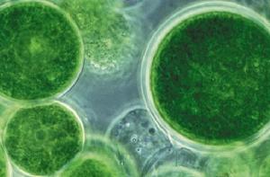 藻類發電