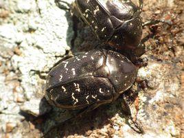 東方白點花金龜 東方白點花金龜