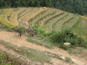 溫速自然村 溫速自然村