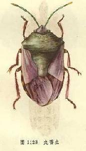 閬中九香蟲 閬中九香蟲