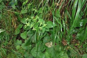 腎葉風毛菊 腎葉風毛菊