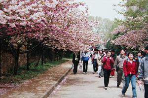 （圖）一路櫻花