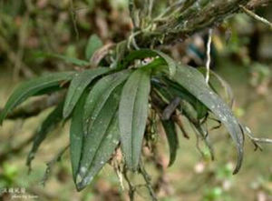 城口卷瓣蘭 城口卷瓣蘭