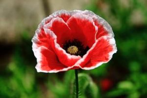 罌粟花