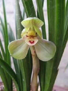 環球荷鼎 環球荷鼎