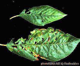 榆樹黑斑病 榆樹黑斑病