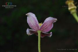 金絲木通[金絲木通]