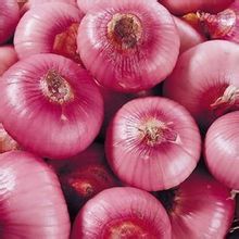 荸薺扁洋蔥 荸薺扁洋蔥