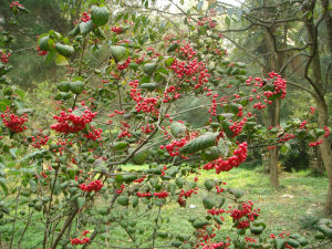 瑤山莢蒾 瑤山莢蒾
