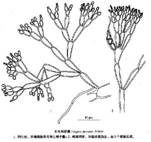 長生粉枝藻 長生粉枝藻