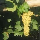 白羽葡萄 白羽葡萄